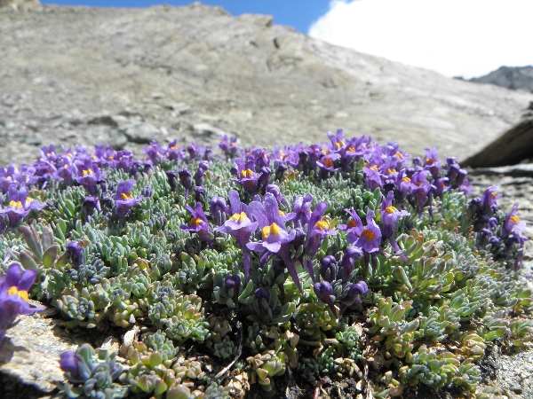 Biodiversità Valli di Lanzo - Flora Alpina. Strategie di adattamento.